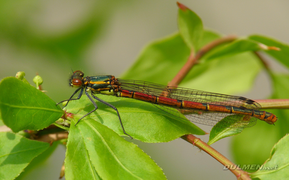 Large Red Damsel (Female, Pyrrhosoma nymphula)